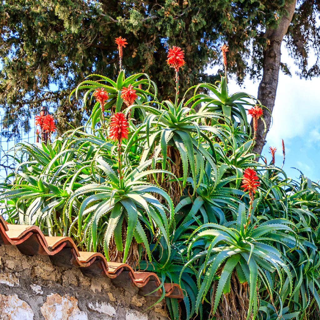 Aloe arborescens seeds