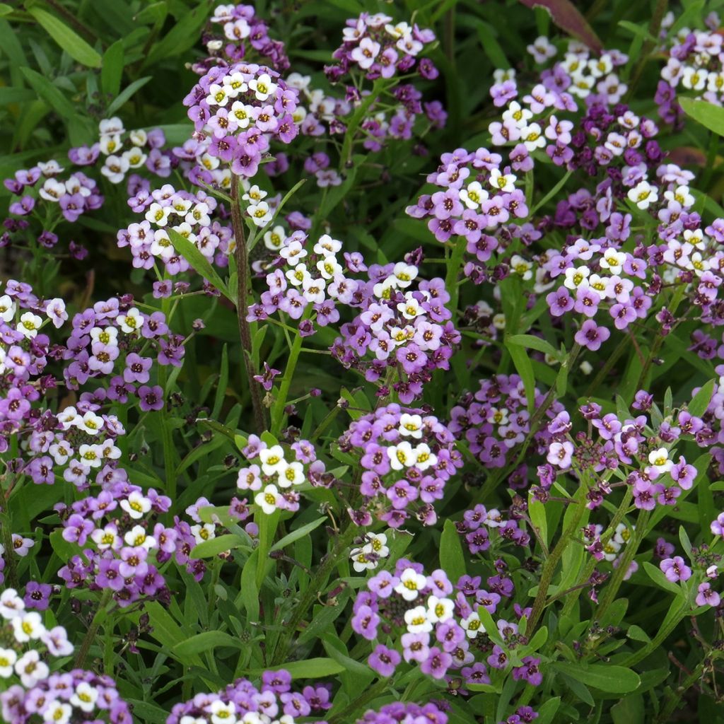 Lobularia maritima Royal Carpet