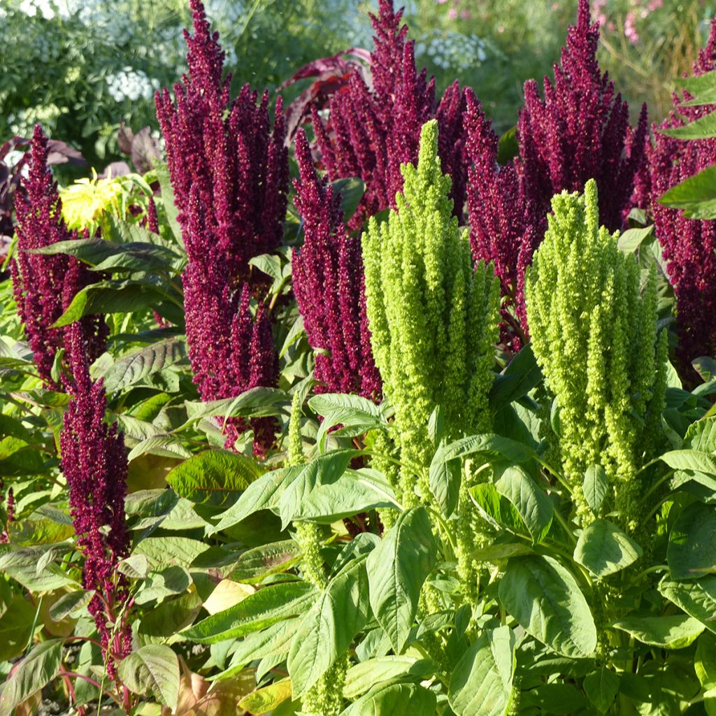 Amaranthus hypochondriacus Pygmy Torch seeds - Prince's feather
