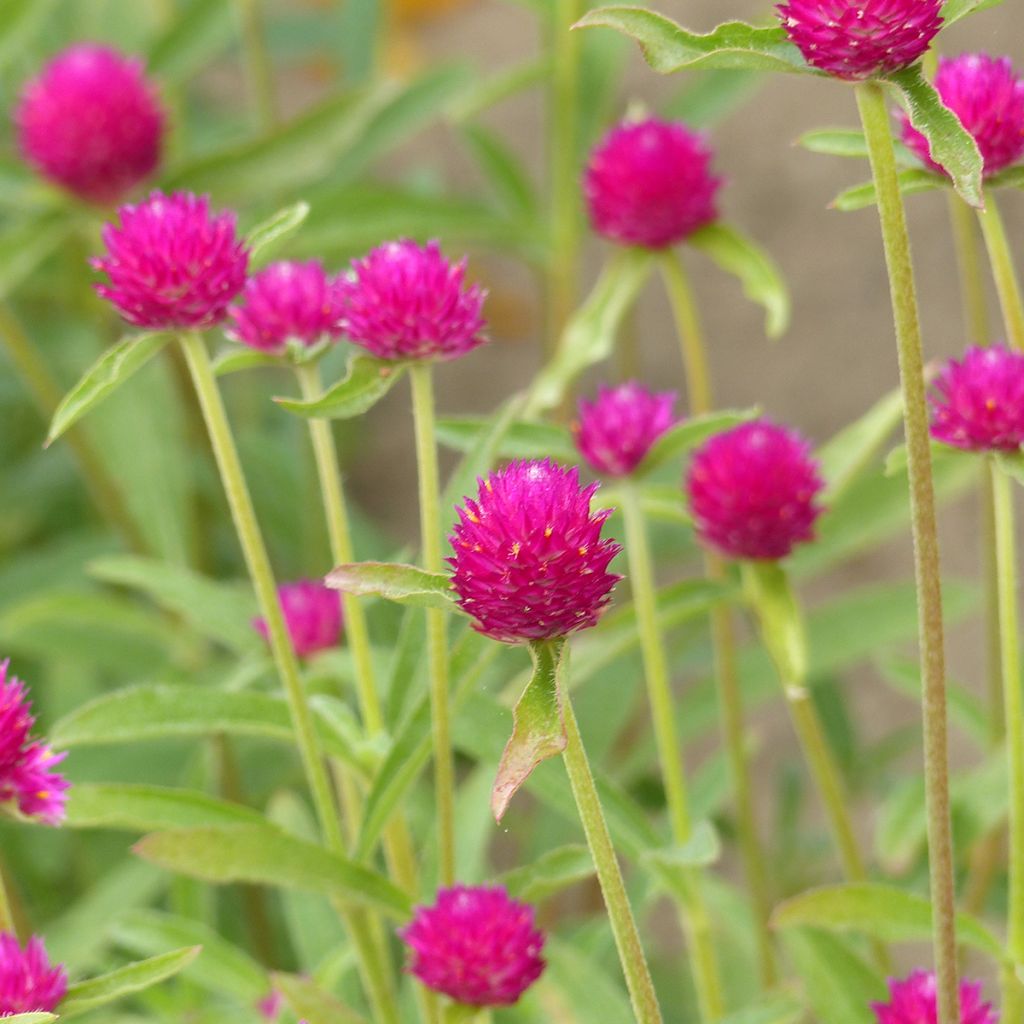 Gomphrena haagenana QIS® Carmine Seeds - Globe Amaranth