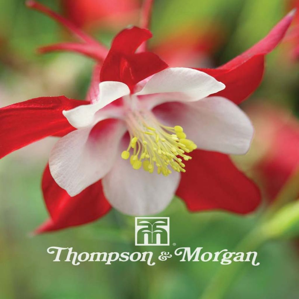 Aquilegia Red Hobbit Seeds - Columbine