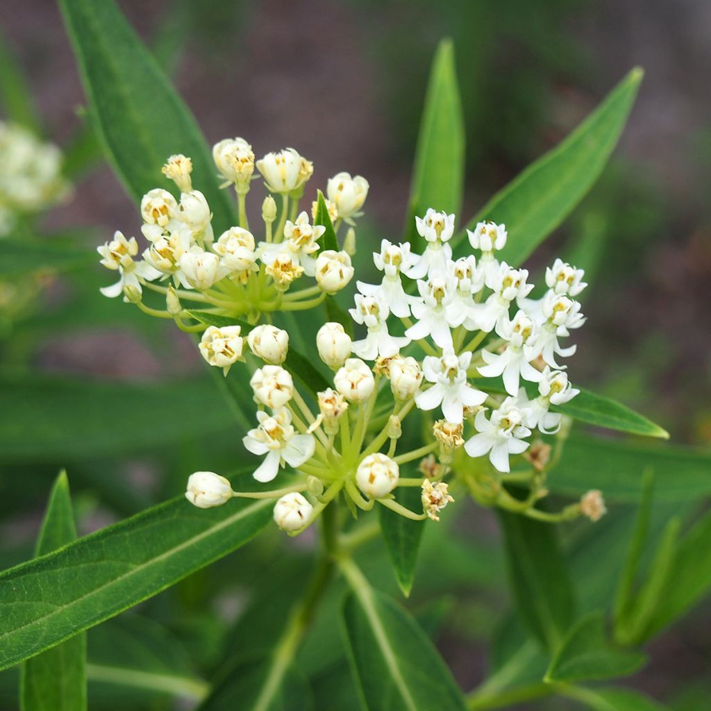 Asclepias incarnata White seeds - Milkweed