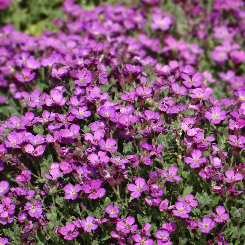 Aubrieta x cultorum Leichtlinii seeds