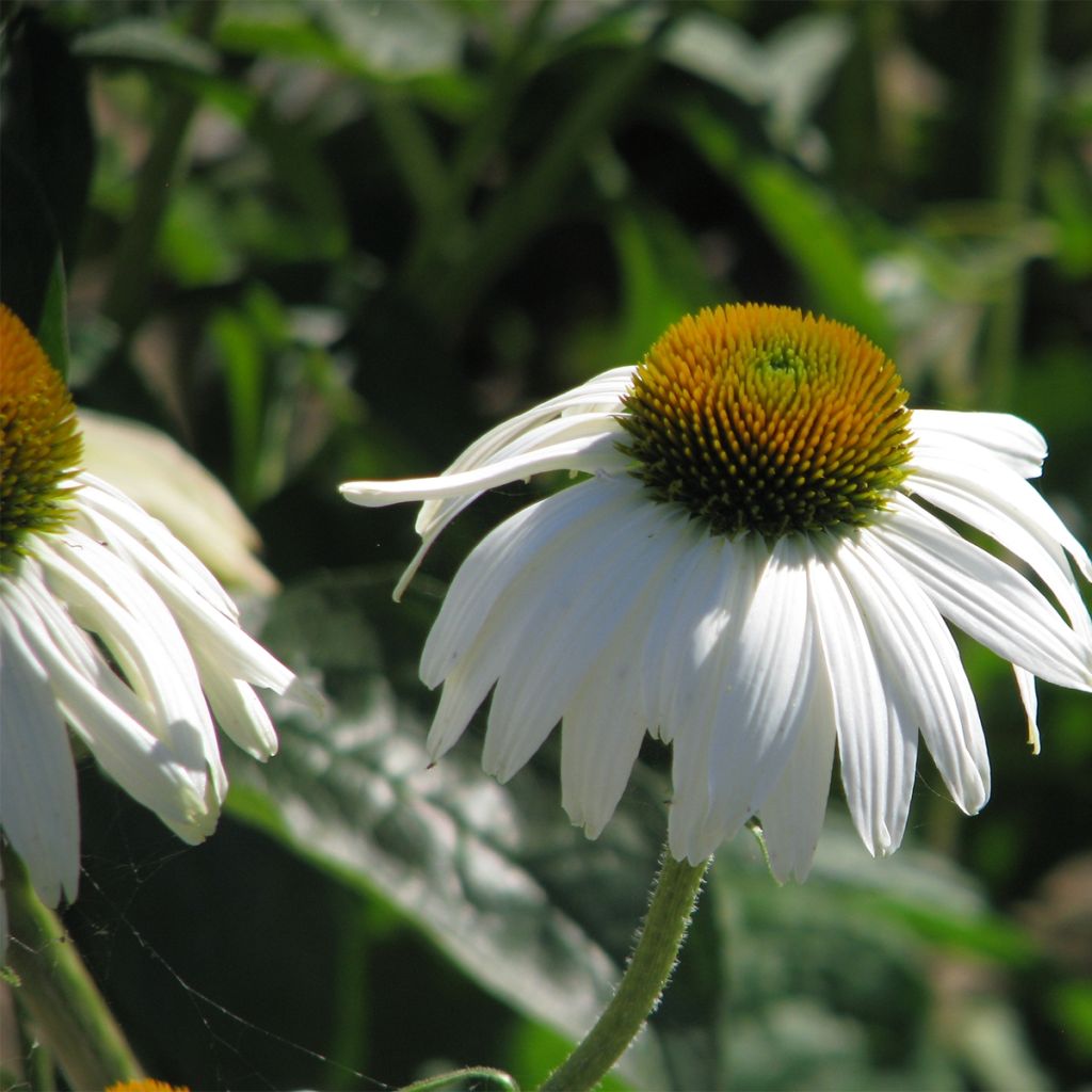 Echinacea purpurea White Swan - Purple Coneflower
