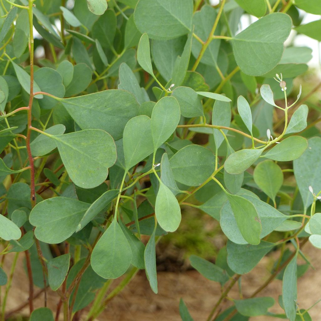 Eucalyptus websteriana seeds