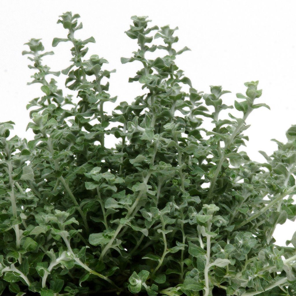 Helichrysum petiolare Microphyllum Silver Mist seeds - Licorice plant