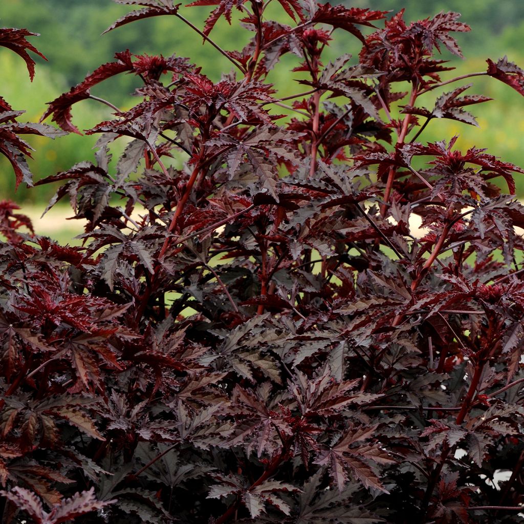 Hibiscus acetosella Mahogany Splendor seeds