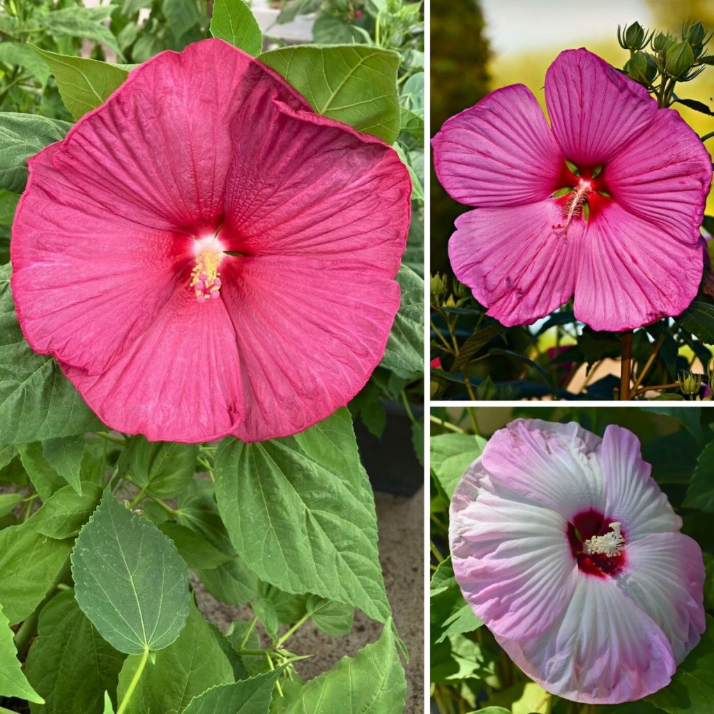 Hibiscus moscheutos seed Mix - Rose mallow