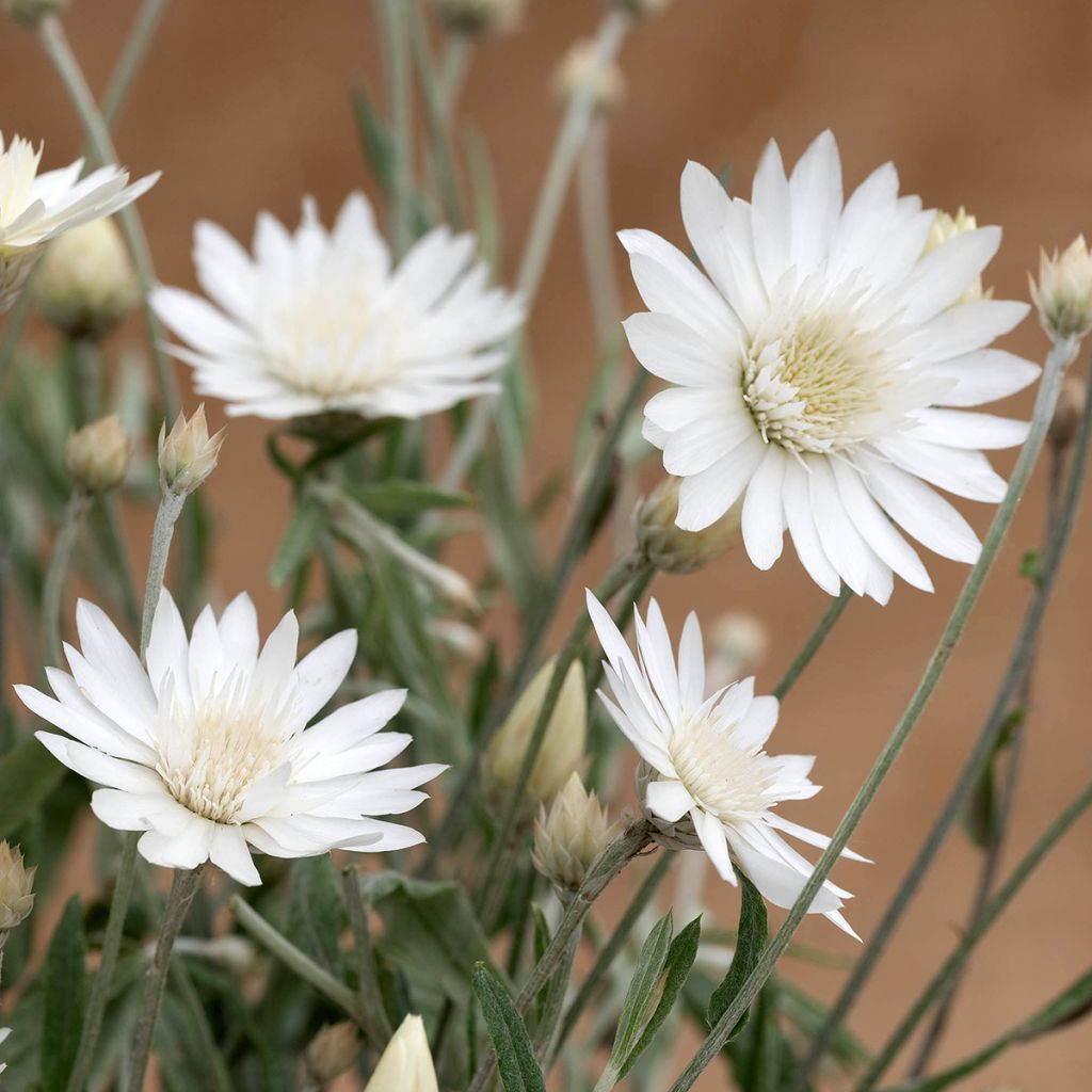 Xeranthemum annuum Superbissimum Album - Everlasting flower