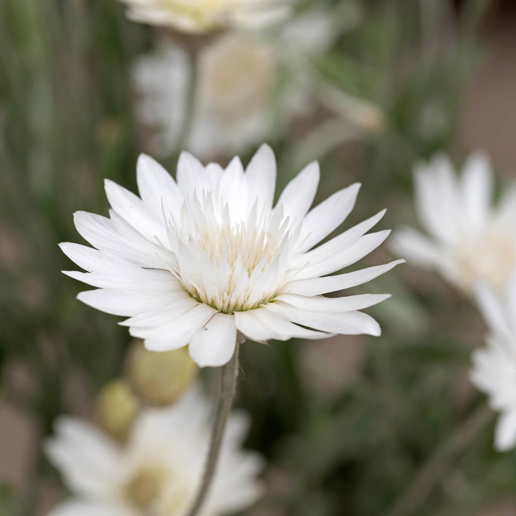 Xeranthemum annuum Superbissimum Album - Everlasting flower