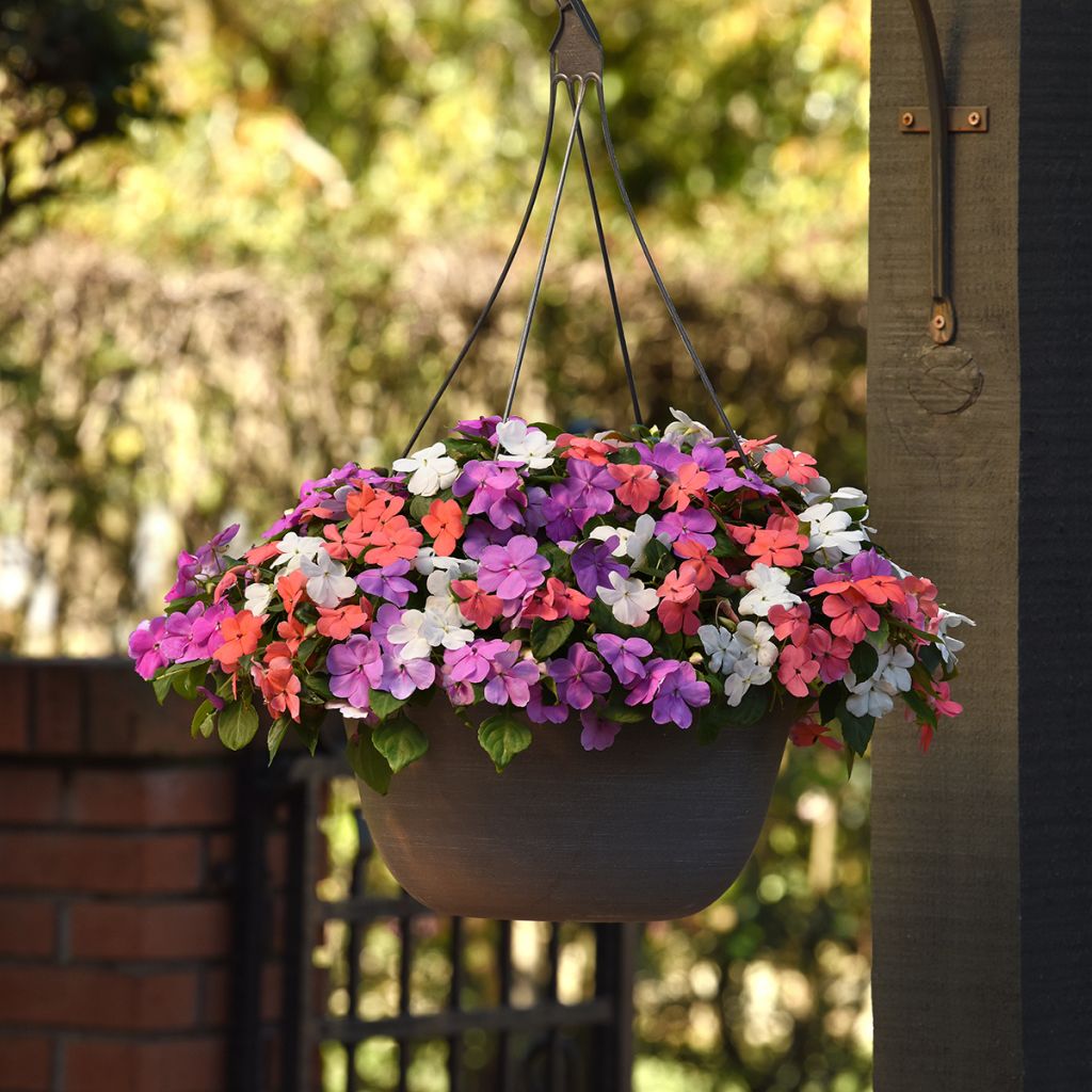 Impatiens Pearl Island Mix - Busy Lizzie seeds