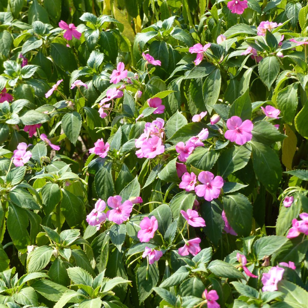 Impatiens Holstii Mix - Busy Lizzie seeds