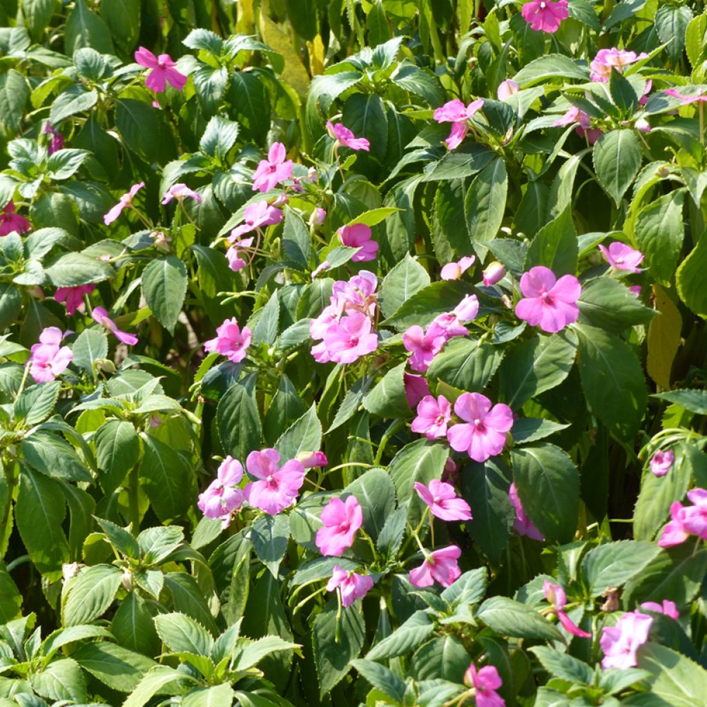 Impatiens Holstii Mix - Busy Lizzie seeds