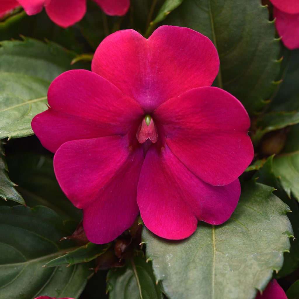 Impatiens Solarscape Magenta Bliss seeds - Interspecific Impatiens