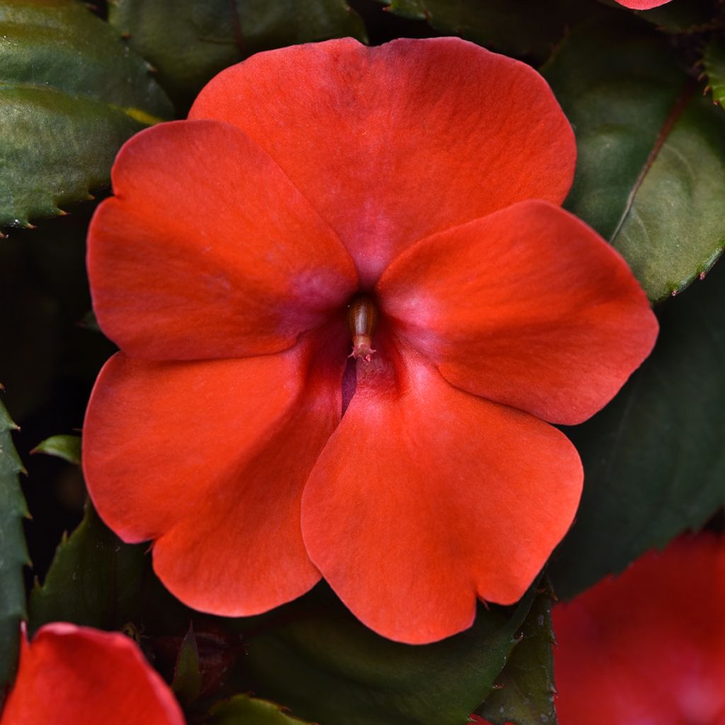 Impatiens Orange Burst - Busy Lizzie seeds