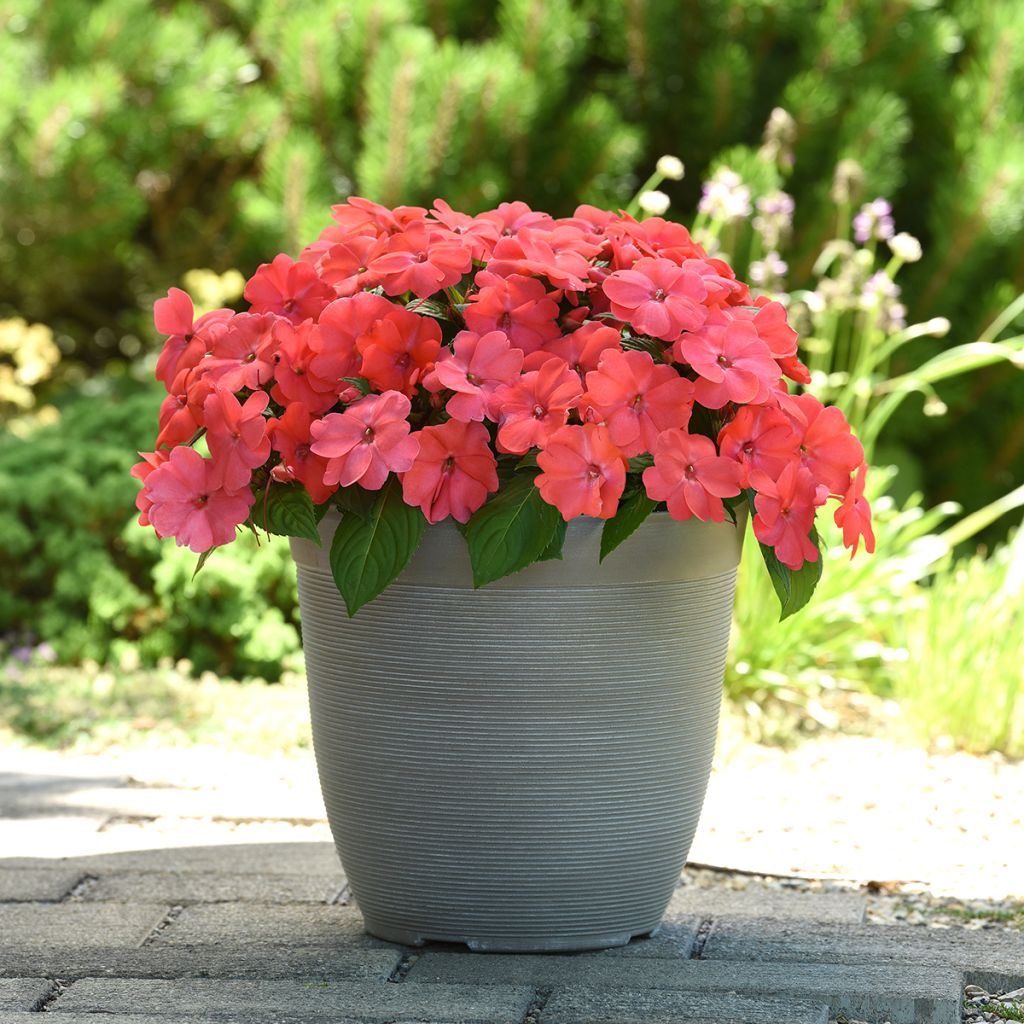 Impatiens Salmon Punch - Busy Lizzie seeds