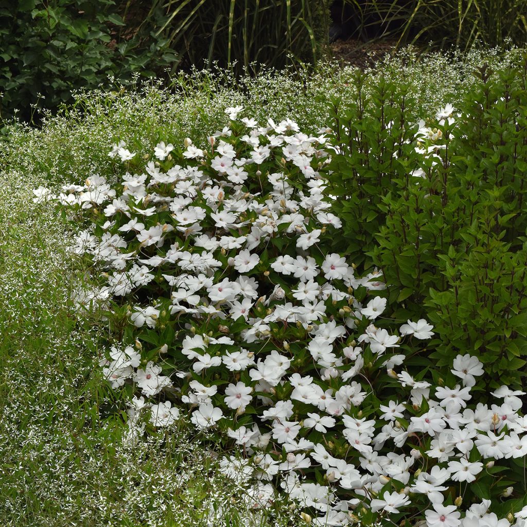Impatiens White Pearl - Busy Lizzie seeds