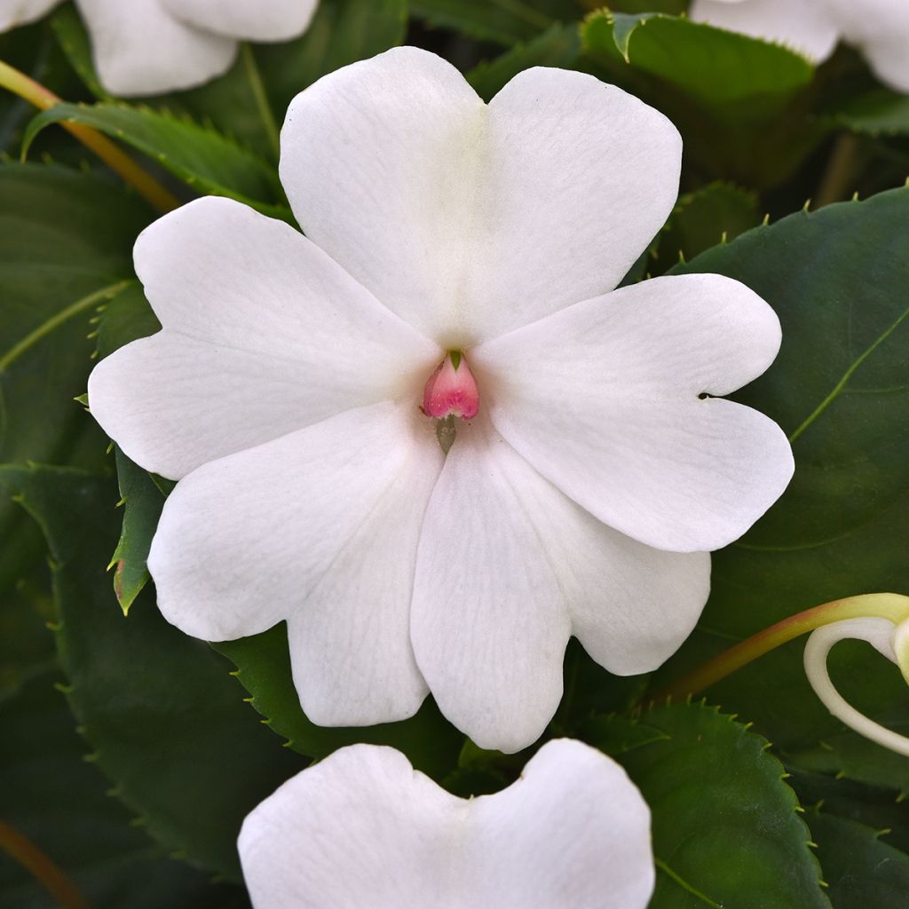 Impatiens White Pearl - Busy Lizzie seeds