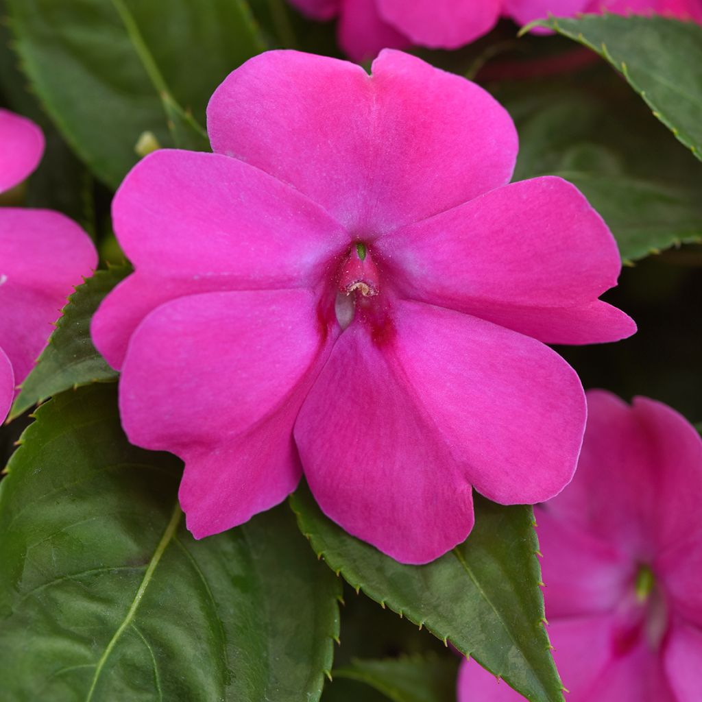 Impatiens XL Pink Jewel - Busy Lizzie seeds