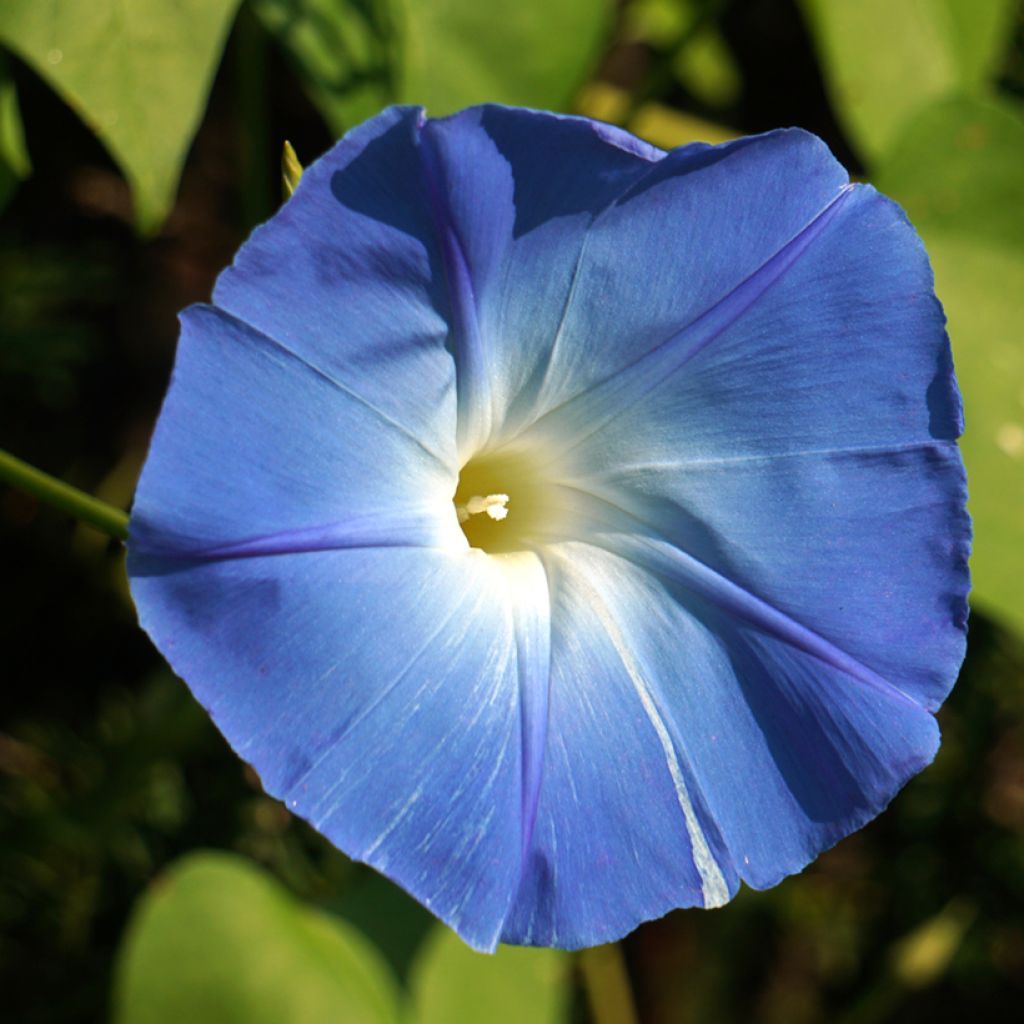 Ipomoea tricolor - Morning Glory Flying Saucers Seeds