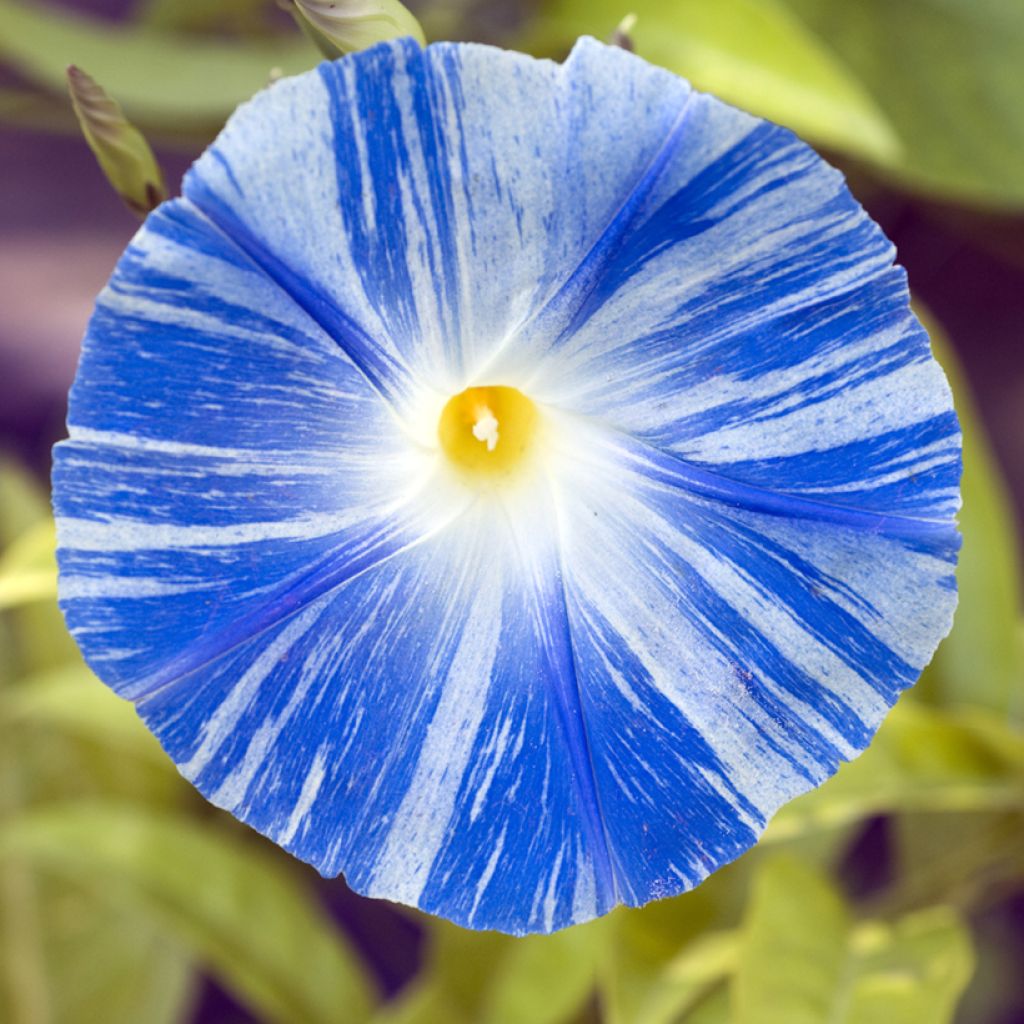 Ipomoea tricolor - Morning Glory Flying Saucers Seeds