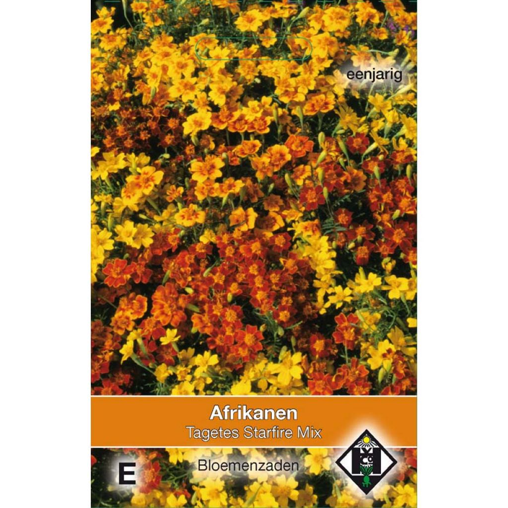 Signet Marigold Starfire Seeds - Tagetes tenuifolia