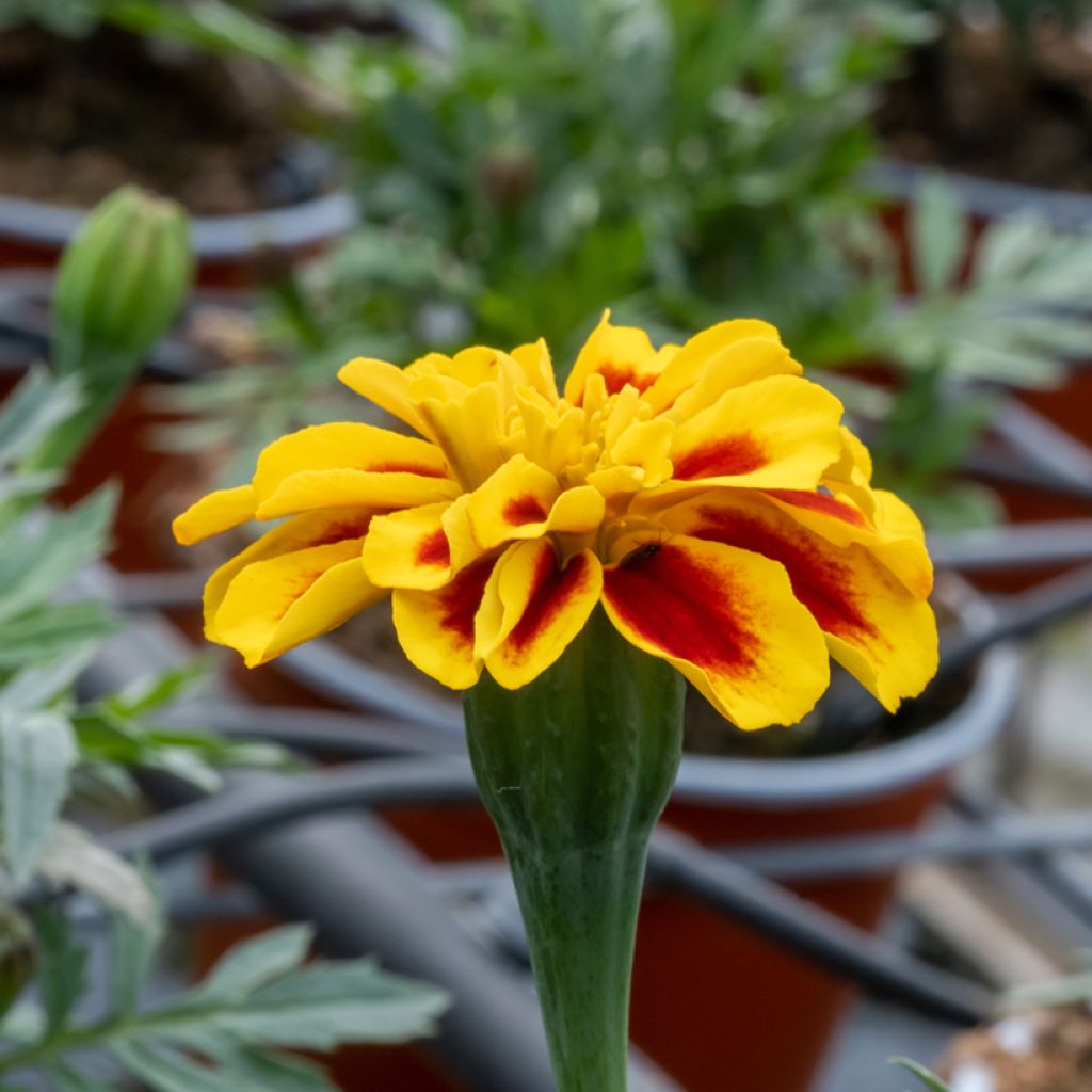 Durango Bee Marigold Seeds - Tagetes patula
