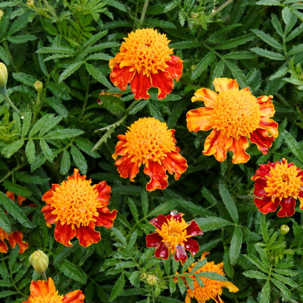 French Marigold Orange Flame Seeds - Tagetes patula