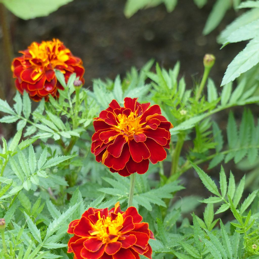 Marigold Konstance Seeds - Tagetes