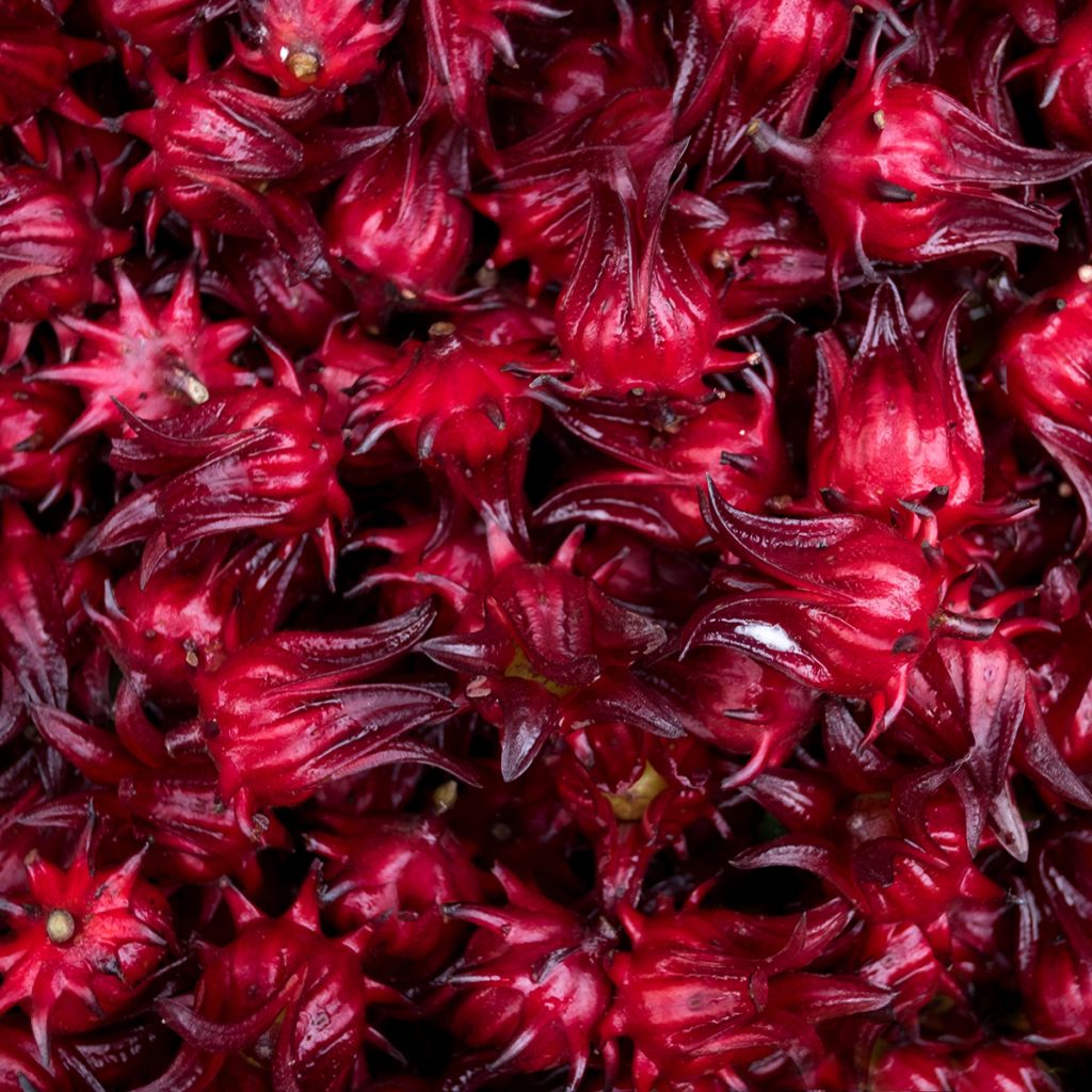 Hibiscus sabdariffa - Guinea Sorrel seeds