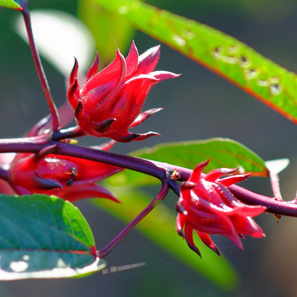 Hibiscus sabdariffa - Guinea Sorrel seeds