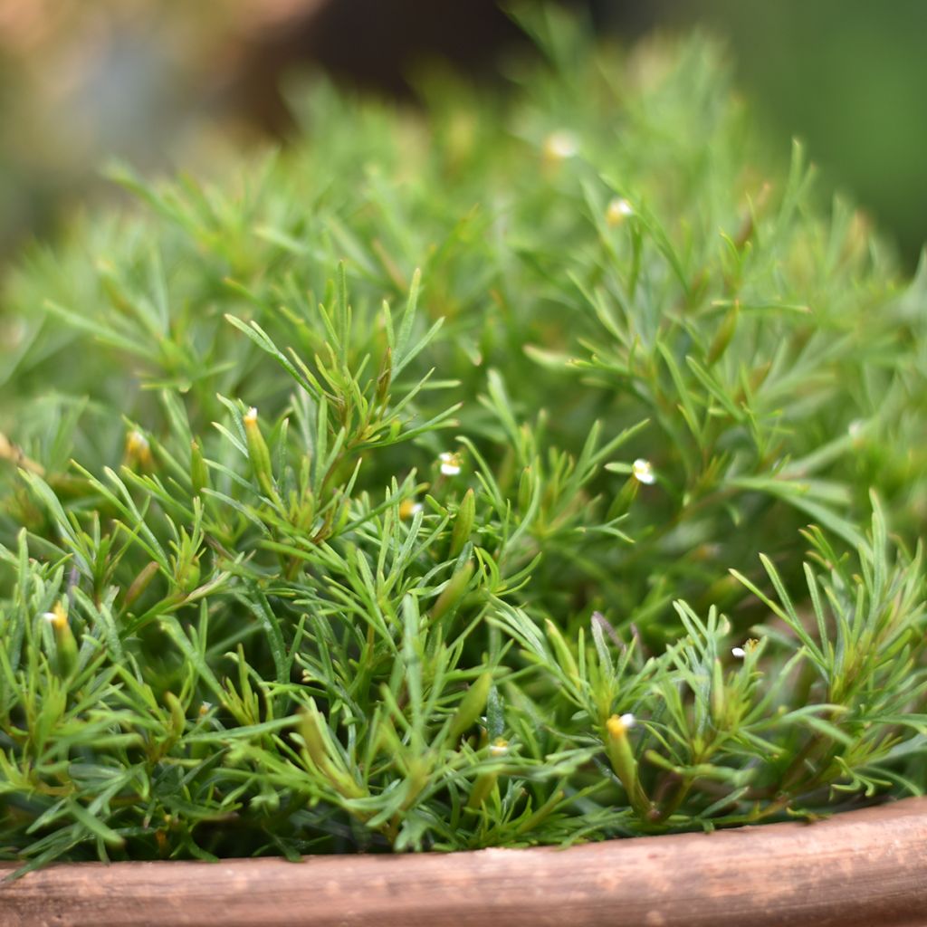 Tagetes filifolia Dropshot