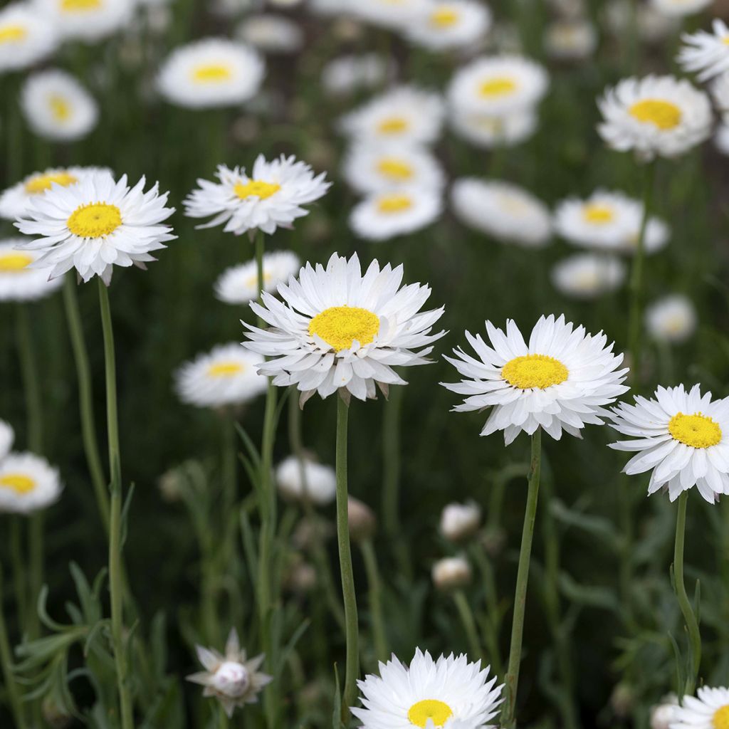 Acroclinium Blanche  seeds - Everlasting