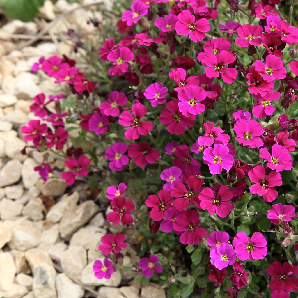Aubrieta Royal Red - Seeds