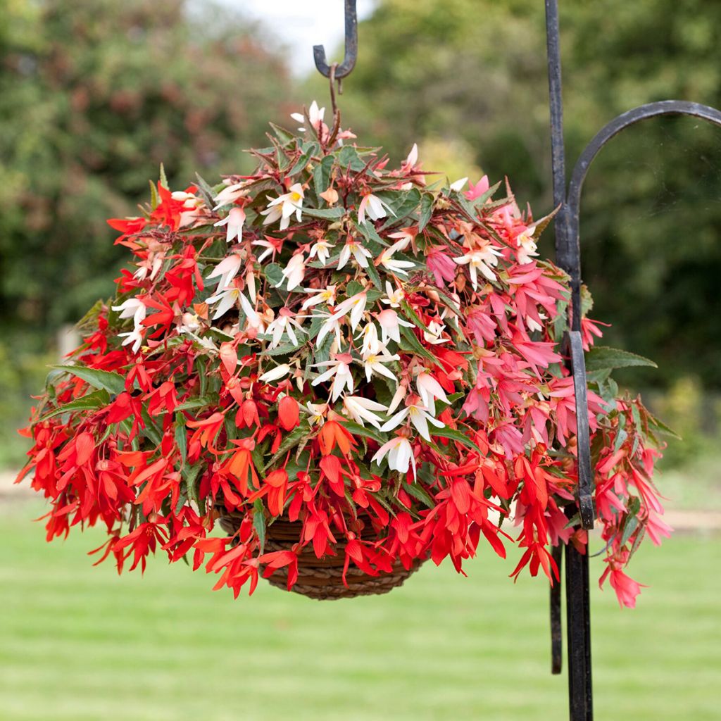 Begonia boliviensis Bossa Nova® Mix coated seeds