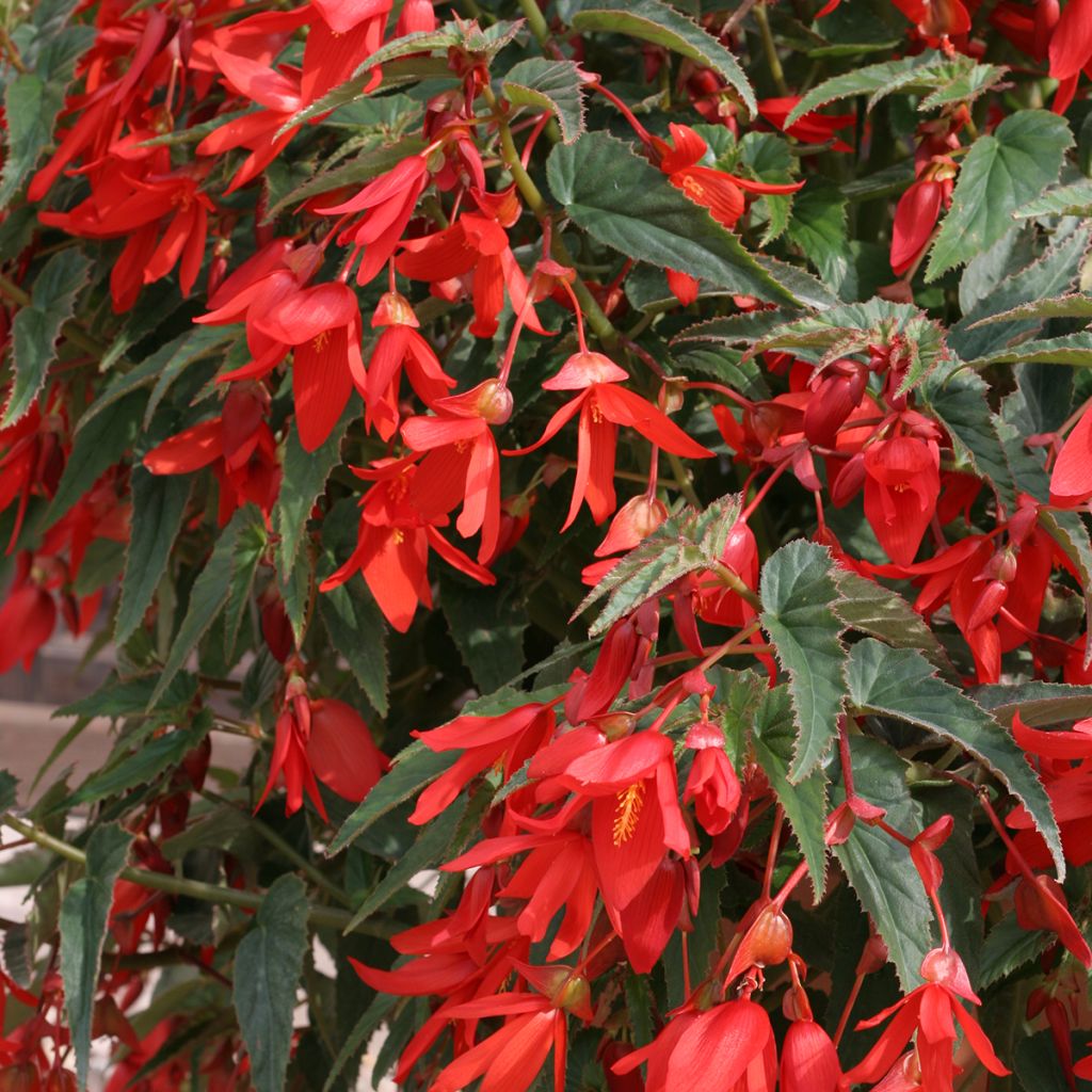 Begonia boliviensis Copacabana Red coated seeds
