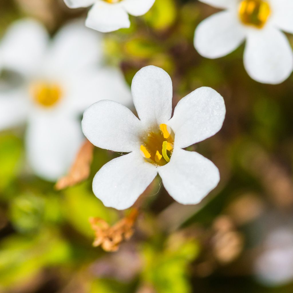 Bacopa cordata Snowtopia White