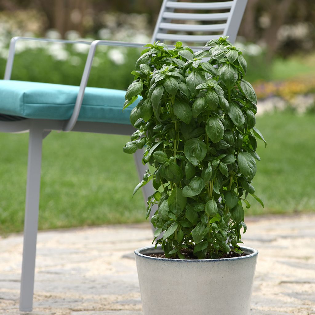 Basil Everleaf® Emerald Towers - Ocimum basilicum