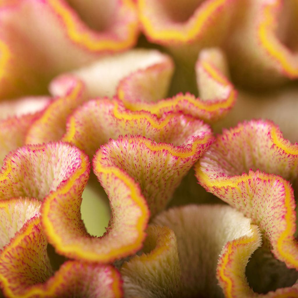 Celosia argentea 'Bar Bossa' - 'Bar Bossa' Cockscomb celosia