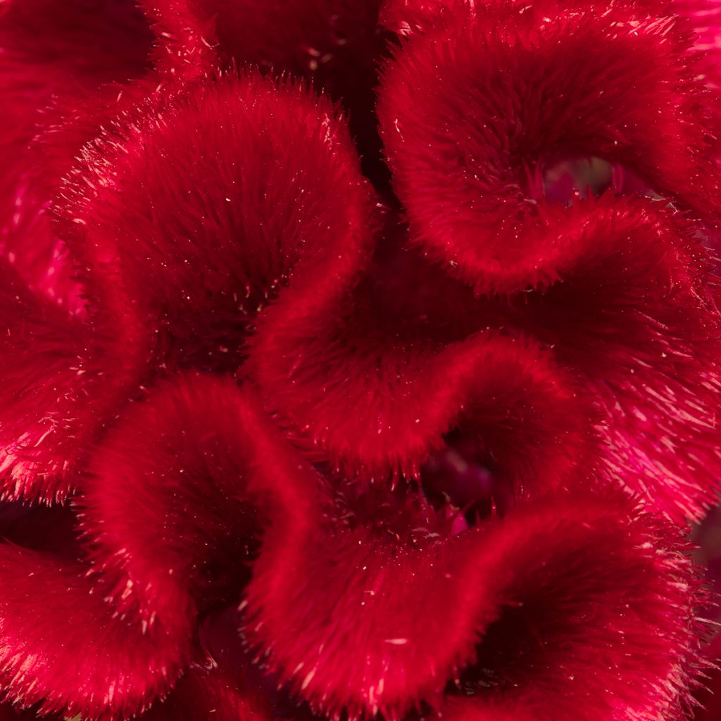 Celosia cristata Red Jack seeds - Crested Cock's-comb