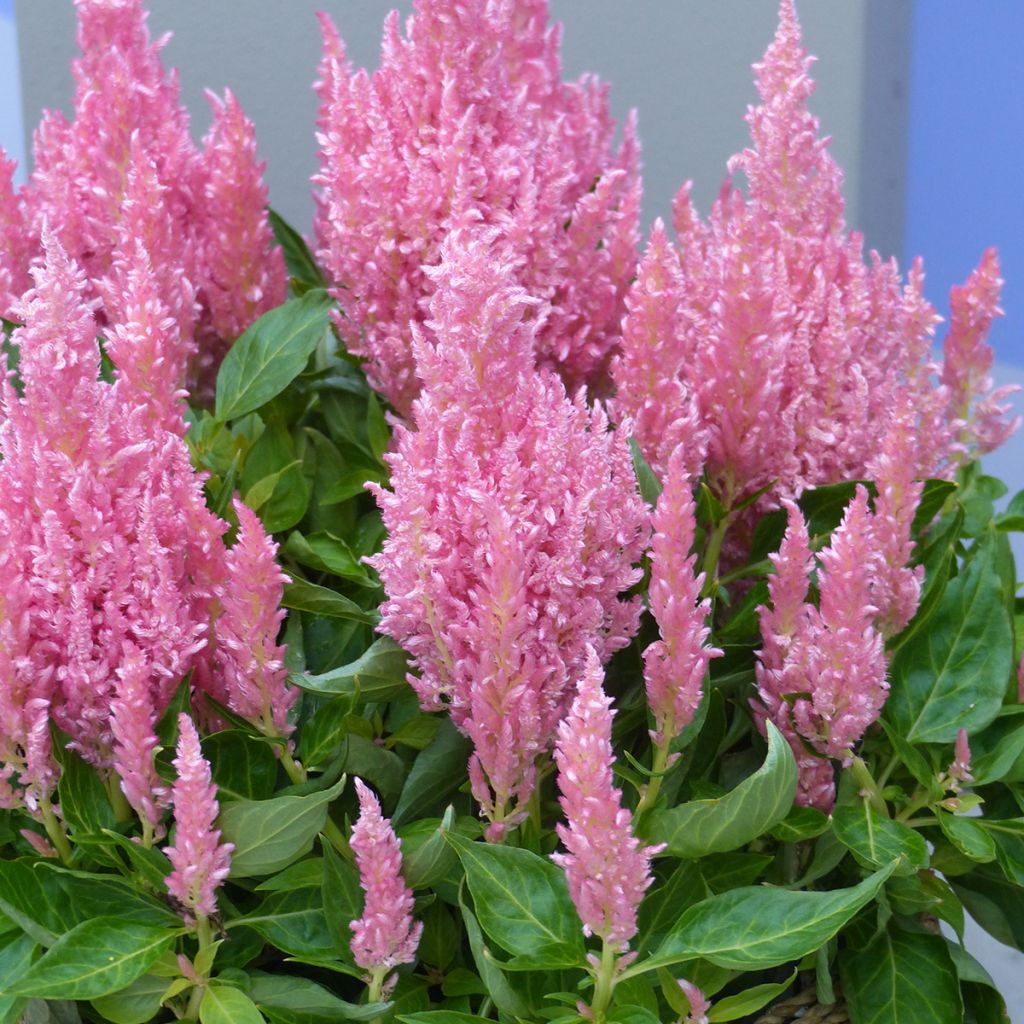 Celosia argentea Flamma Pink- Silver cock's comb seeds