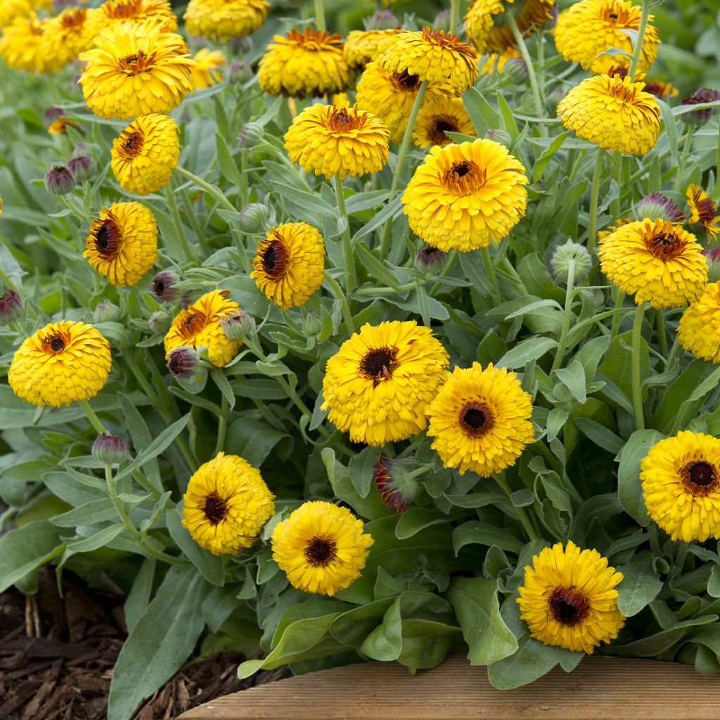 Calendula officinalis Bull's Eye