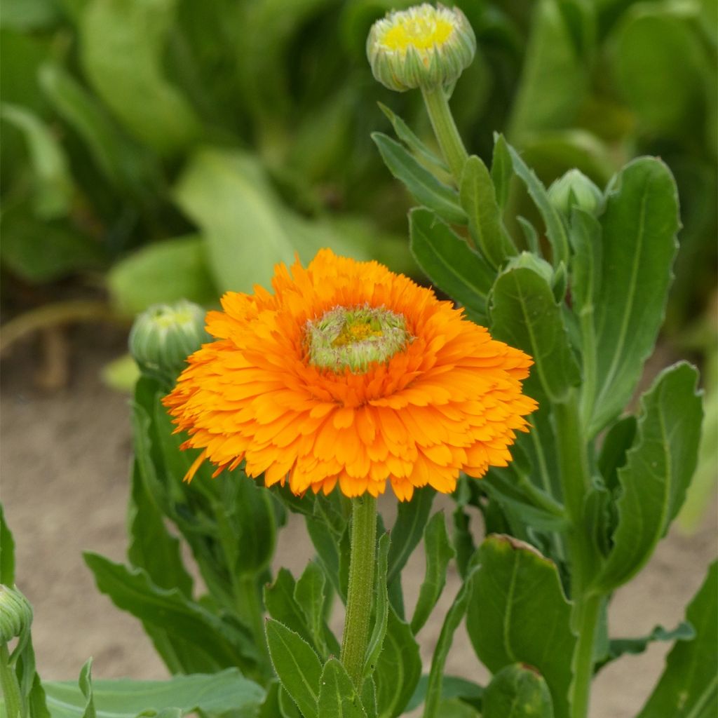 Calendula officinalis Ollioules Orange Greenheart - Garden Marigold seeds