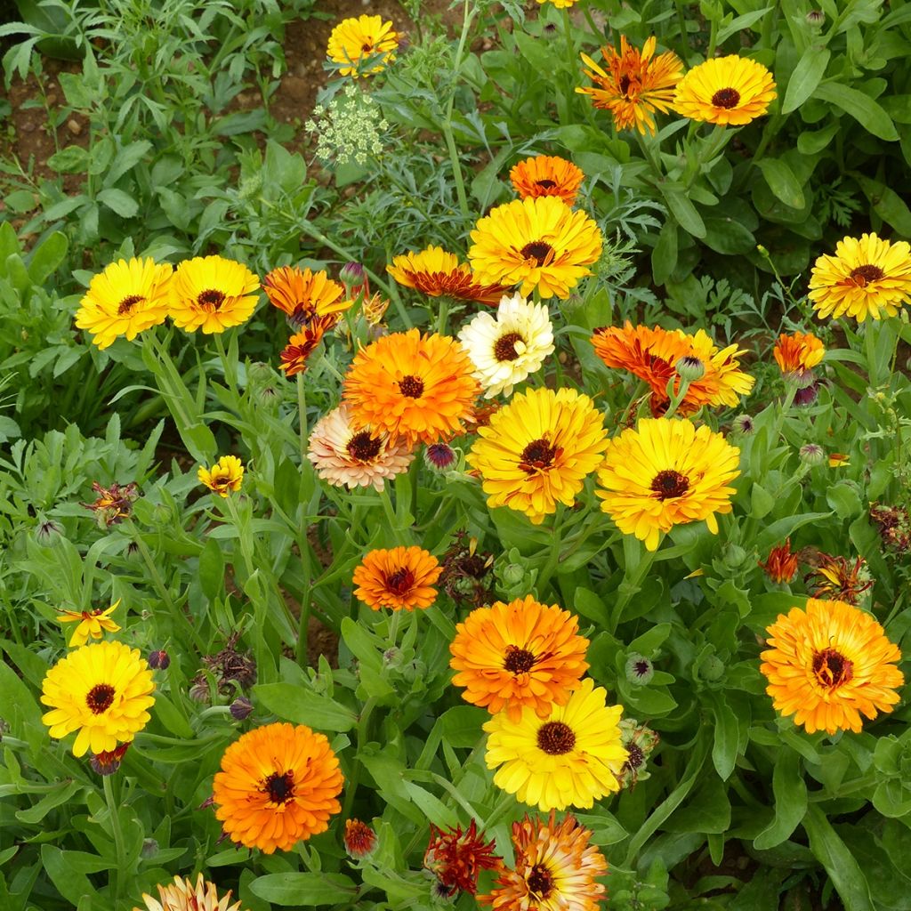 Calendula officinalis Touch Of Red Mixed - Garden Marigold seeds