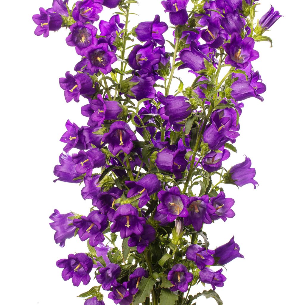 Campanula medium Big Ben Deep Blue coated seeds - Canterbury bells