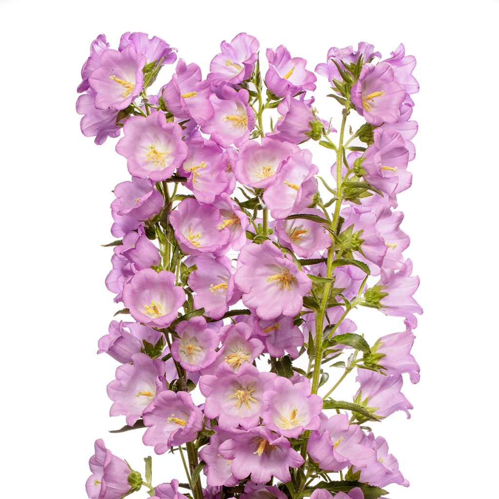 Campanula medium Big Ben Lavender coated seeds - Canterbury bells
