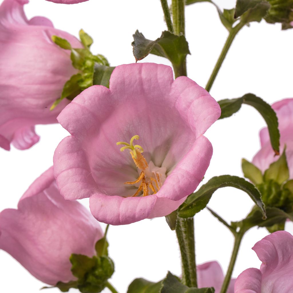 Campanula medium Big Ben Pink coated seeds - Canterbury bells
