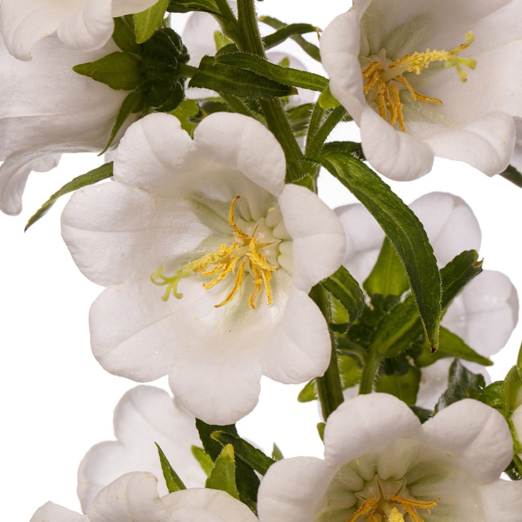 Campanula medium Big Ben White Improved coated seeds - Canterbury bells