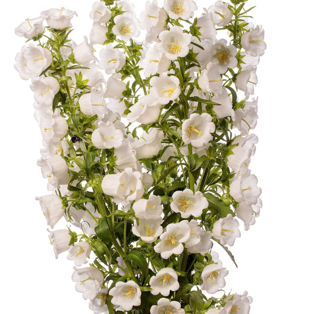 Campanula medium Big Ben White Improved coated seeds - Canterbury bells