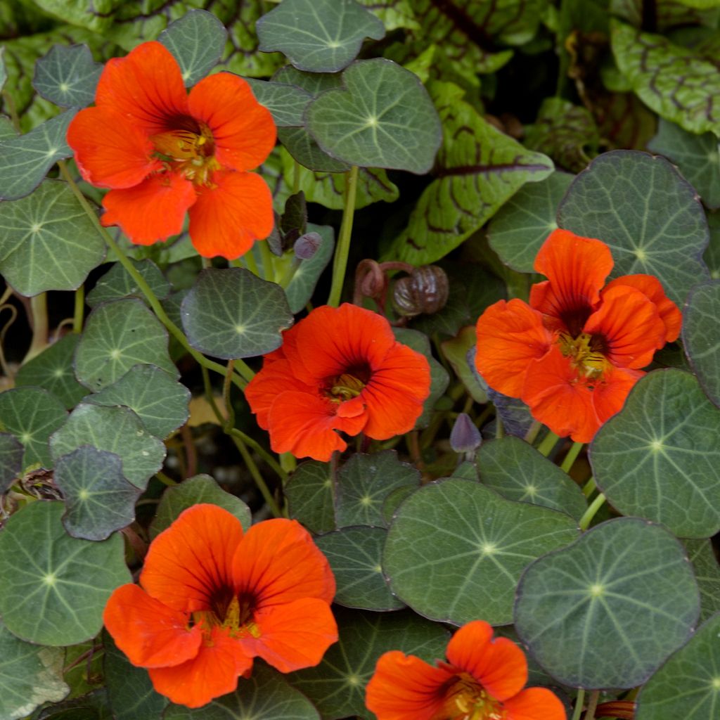 Tropaeolum Empress of India - Dwarf Nasturtium Organic Seeds